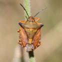 J15_3005 Carpocoris fuscispinus.JPG